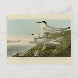 Havell's & Trudeau's Tern Audubon Birds of America Postkarte