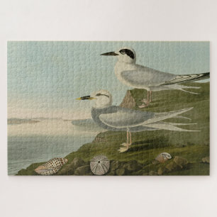 Havell's & Trudeau's Tern Audubon Birds of America Puzzle