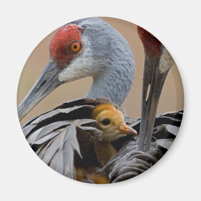 Haven Magnet (Vorne)