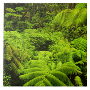 Hawaii, Big Island, Üppige tropische Vegetation in Fliese
