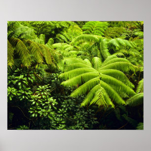 Hawaii, Big Island, Üppige tropische Vegetation in Poster