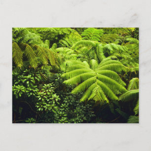 Hawaii, Big Island, Üppige tropische Vegetation in Postkarte