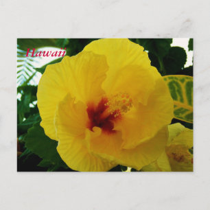 Hawaii Blume Gelber Hibiskus Postkarte