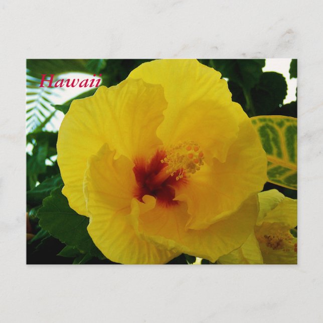 Hawaii Blume Gelber Hibiskus Postkarte (Vorderseite)