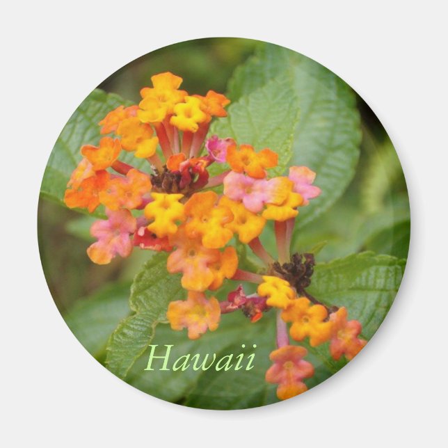 Hawaii-Blume Magnet (Vorne)