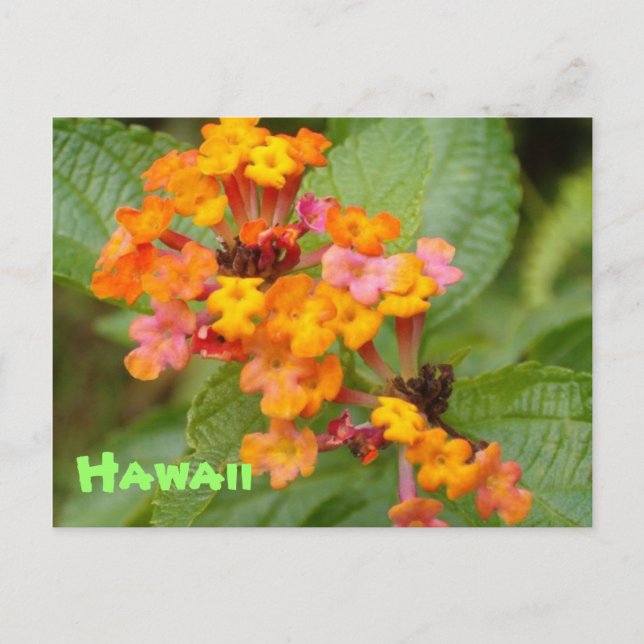 Hawaii-Blume Postkarte (Vorderseite)