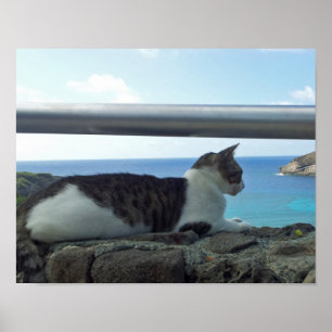 Hawaii Cat Poster