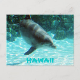 Hawaii Dolphin Postkarte