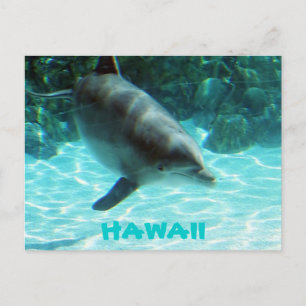 Hawaii Dolphin Postkarte