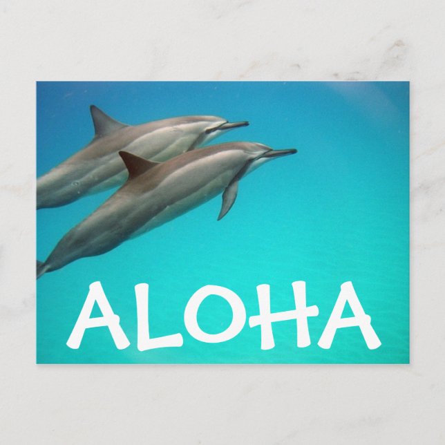 Hawaii Dolphins Post Card Postkarte (Vorderseite)