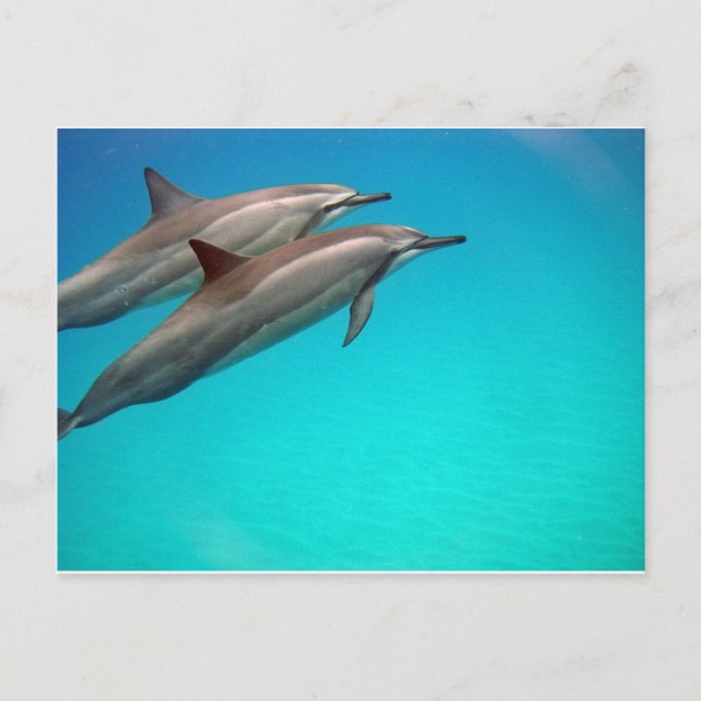 Hawaii Dolphins Postkarte (Vorderseite)