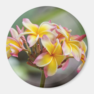 Hawaii gelber rosa Plumeria-Blumen-Magnet Magnet