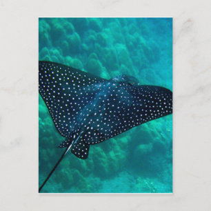 Hawaii Gepunktet Eagle Ray Postkarte
