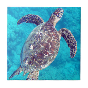 Hawaii Green Sea Turtle Fliese
