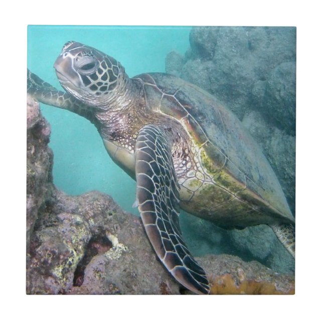 Hawaii Green Sea Turtle Fliese (Vorderseite)