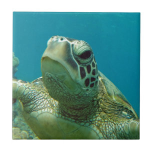 Hawaii Green Sea Turtle - Honu Fliese