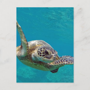 Hawaii Green Sea Turtle - Honu Postkarte