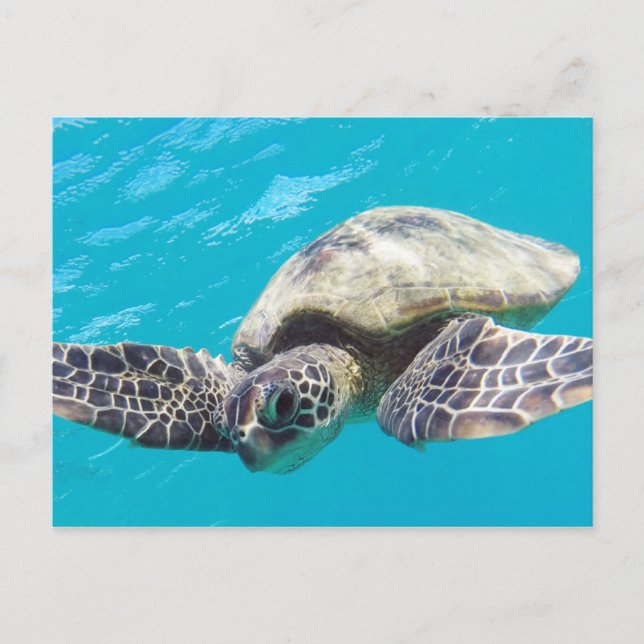 Hawaii Green Sea Turtle Postkarte (Vorderseite)