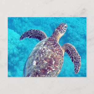 Hawaii Green Sea Turtle Postkarte