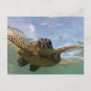 Hawaii Green Sea Turtle Postkarte