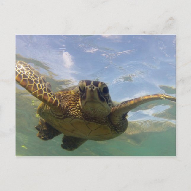 Hawaii Green Sea Turtle Postkarte (Vorderseite)