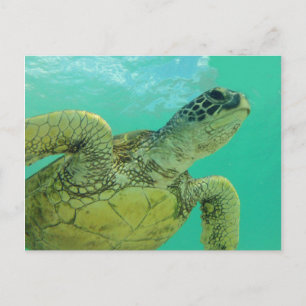 Hawaii Green Sea Turtle Postkarte
