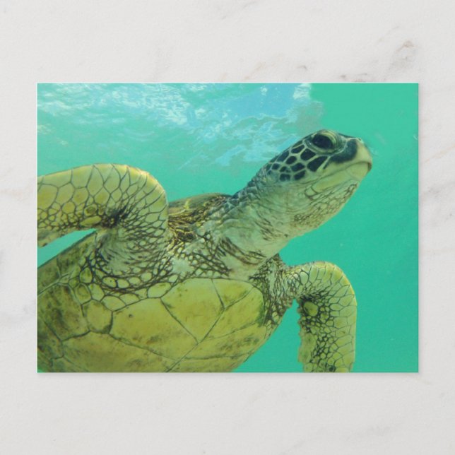Hawaii Green Sea Turtle Postkarte (Vorderseite)