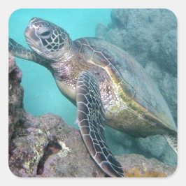 Hawaii Green Sea Turtle Quadratischer Aufkleber