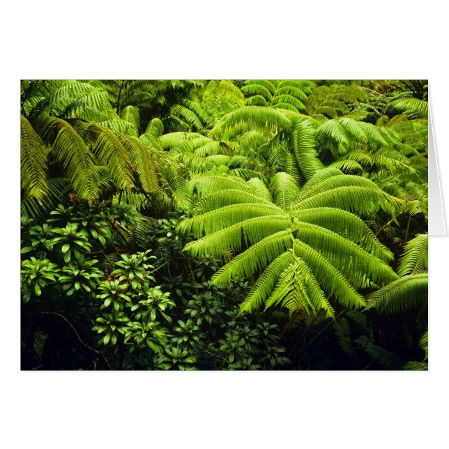 Hawaii, Große Insel, üppige tropische Vegetation i (Vorderseite (Horizontal))