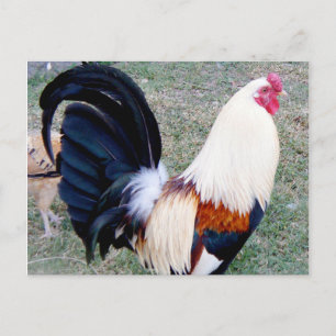 Hawaii Hanauma Bay Rooster Postkarte