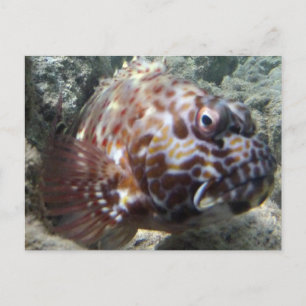 Hawaii Hawk Fish Postkarte