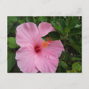 Hawaii Hibiskus Blume Postkarte