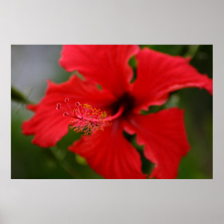 Hawaii-Hibiskus Poster
