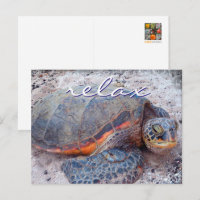 Hawaii Honu Meeresschildkröte Nahaufnahme-Foto Ent