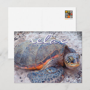 Hawaii Honu Meeresschildkröte Nahaufnahme-Foto Ent Postkarte