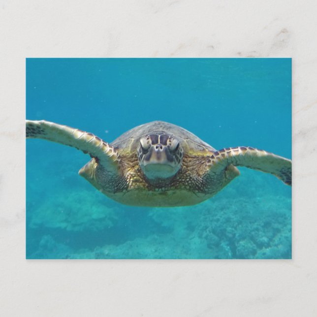 Hawaii Honu Postkarte (Vorderseite)