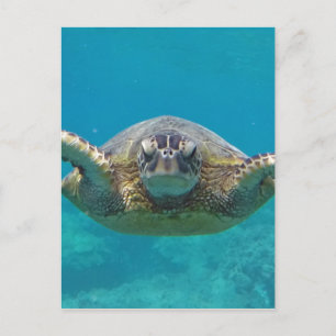 Hawaii Honu Postkarte