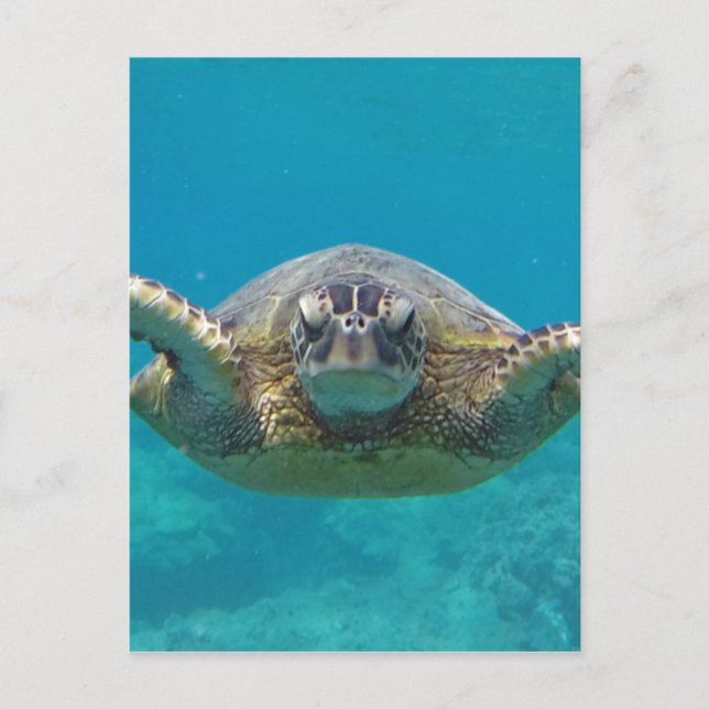 Hawaii Honu Postkarte (Vorderseite)