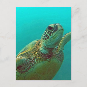 Hawaii Honu Postkarte