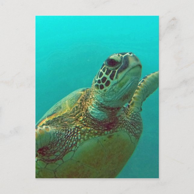Hawaii Honu Postkarte (Vorderseite)