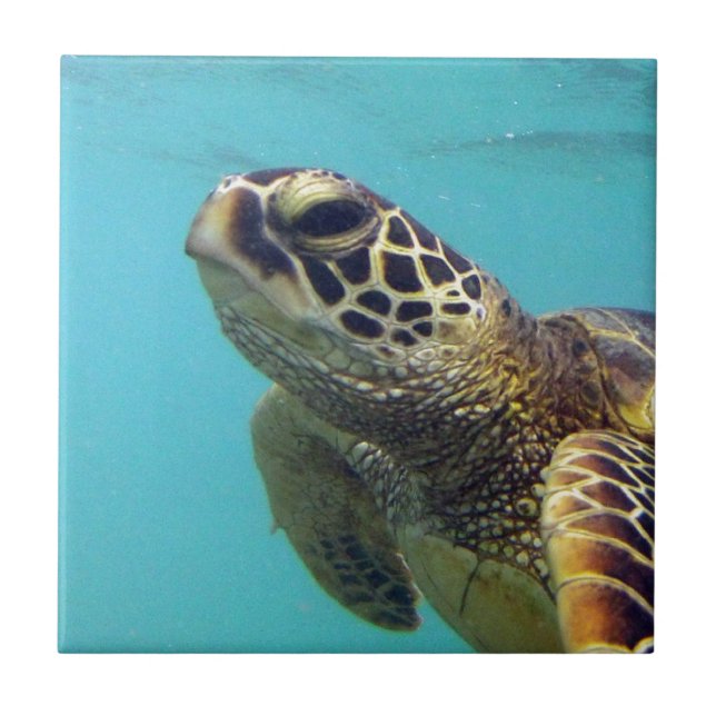 Hawaii Honu Turtle Fliese (Vorderseite)