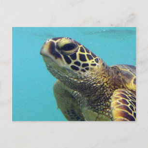 Hawaii Honu Turtle Postkarte