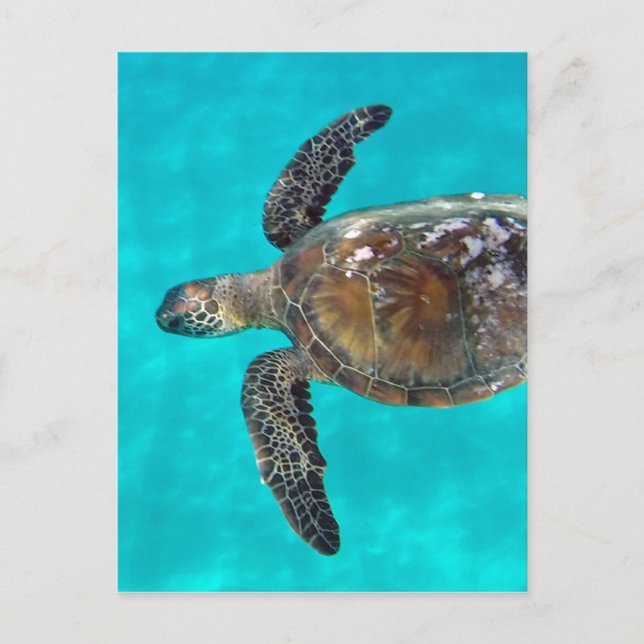 Hawaii Honu Turtle Postkarte (Vorderseite)