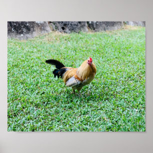 Hawaii-Huhn-Henne-Foto Poster