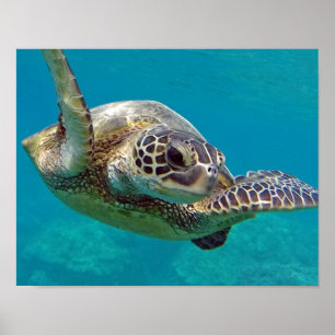 Hawaii-Inseln Poster