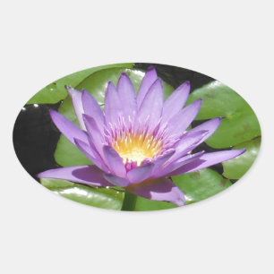 Hawaii Lotus Blume Ovaler Aufkleber