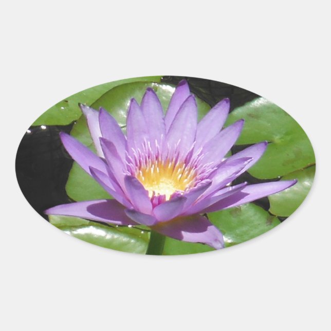 Hawaii Lotus Blume Ovaler Aufkleber (Vorderseite)