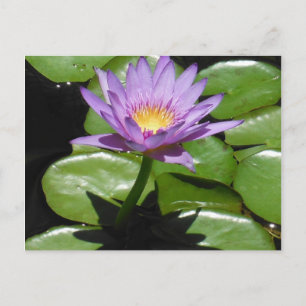 Hawaii Lotus Blume Postkarte