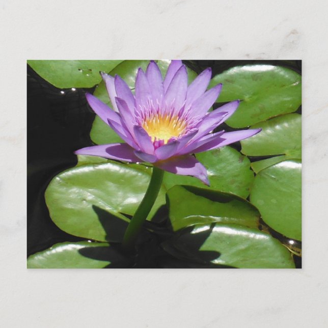 Hawaii Lotus Blume Postkarte (Vorderseite)
