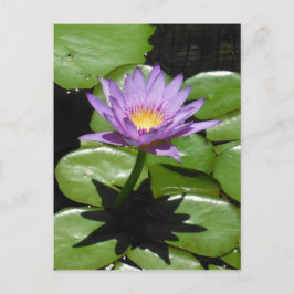 Hawaii Lotus Blume Postkarte